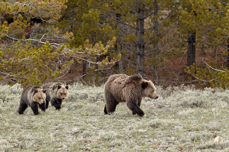 Grizzly Bear Sow And Two Cubs