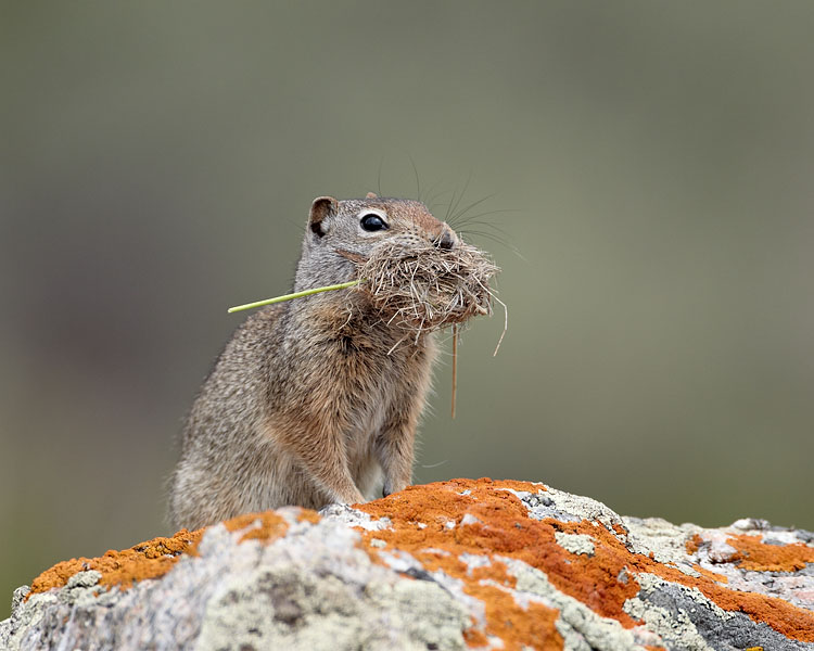 Uinta Ground Squirrel