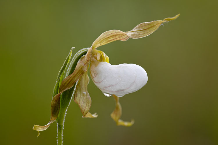 Mountain Lady's Slipper