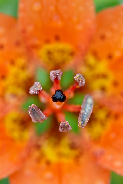 Wood Lily