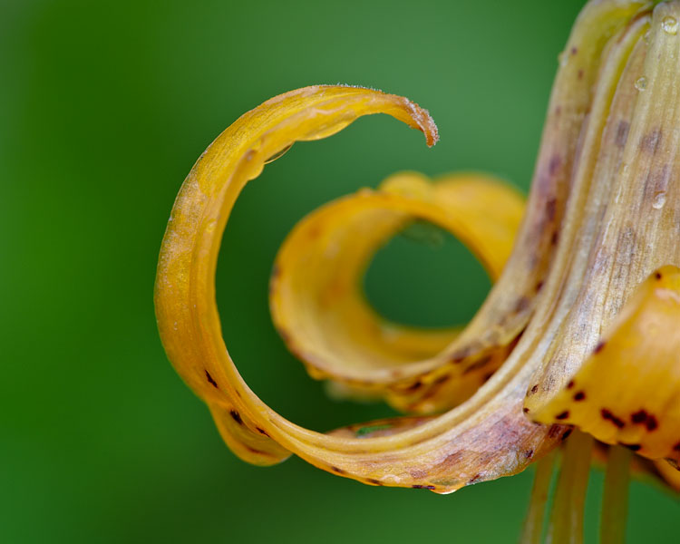 Tiger Lily