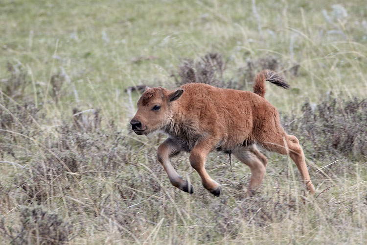 Bison Calf Running