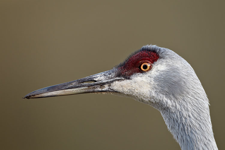Sandhill Crane