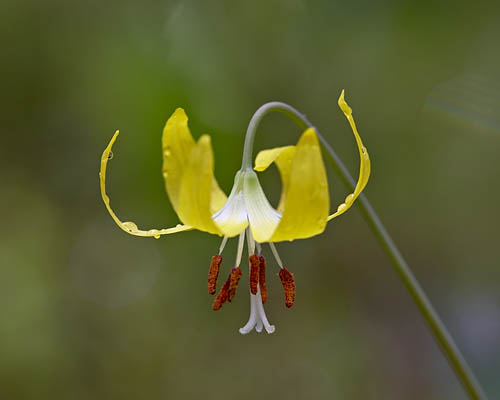 Glacier Lily