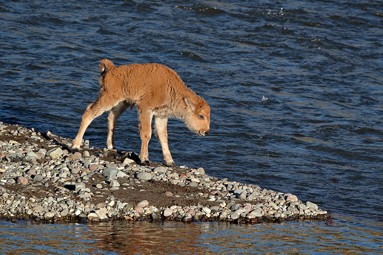 Bison Calf