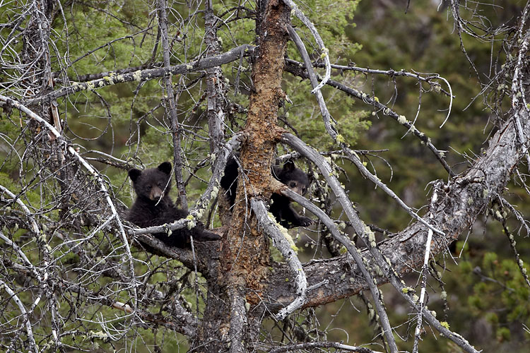Black Bear Cubs