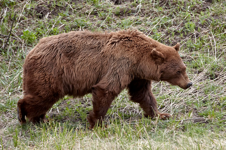 Cinnamon Black Bear