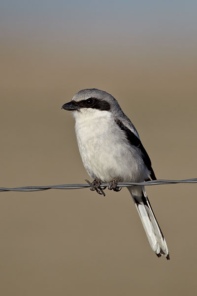 Loggerhead Shrike