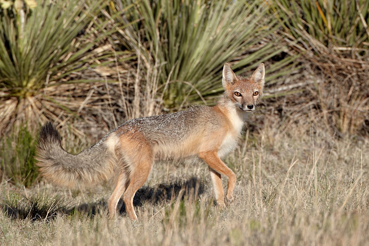 Swift Fox Vixen