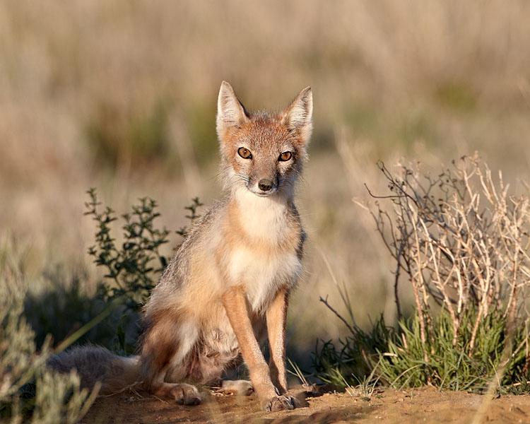 Swift Fox Vixen