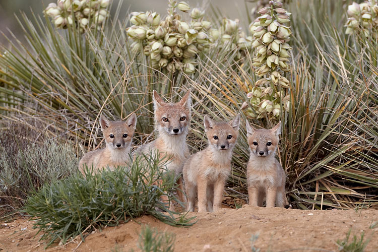 Swift Fox Family