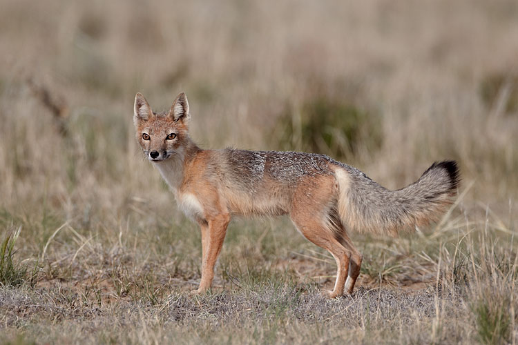 Swift Fox