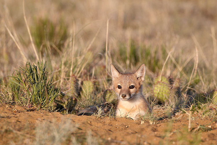 Swift Fox Kit