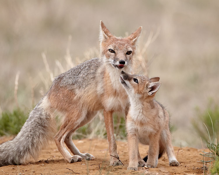 Swift Fox Vixen And Kit