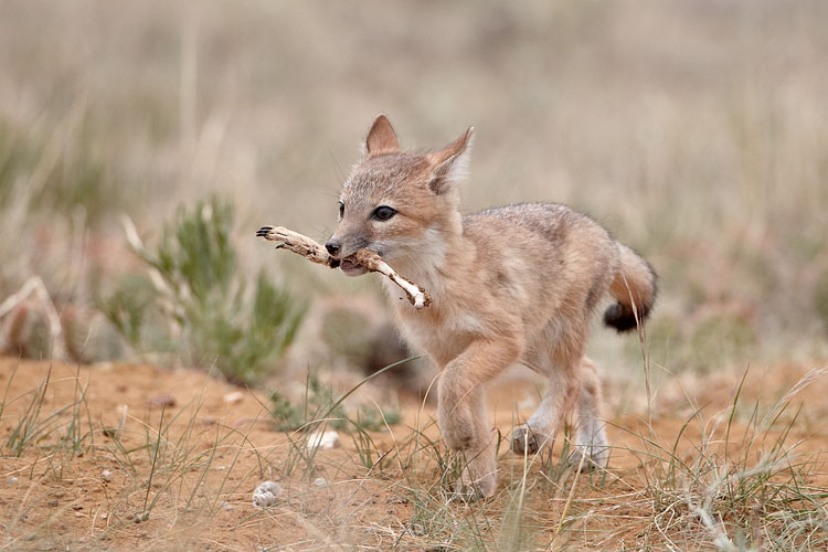 Swift Fox Kit With A Prairie-Dog Leg