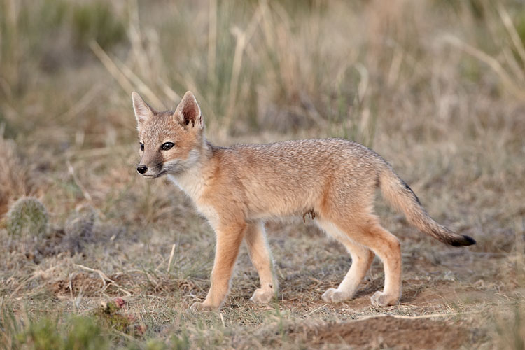 Swift Fox Kit