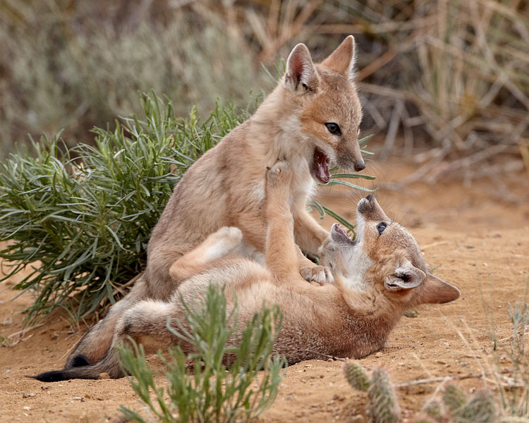 Swift Fox Kits Playing