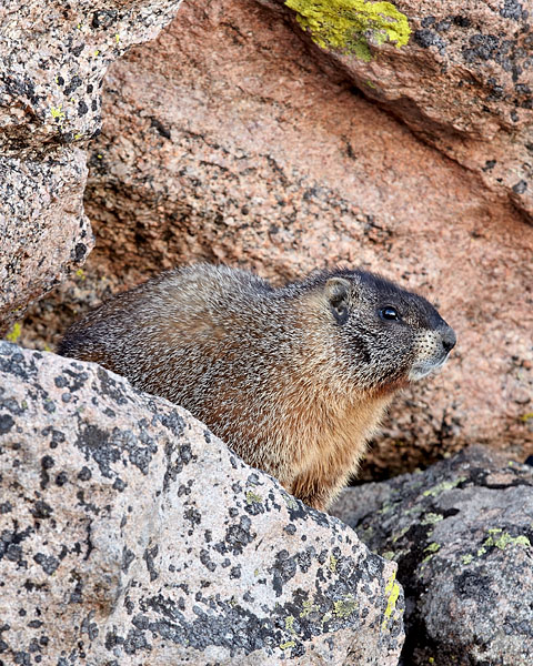 Yellow-Bellied Marmot