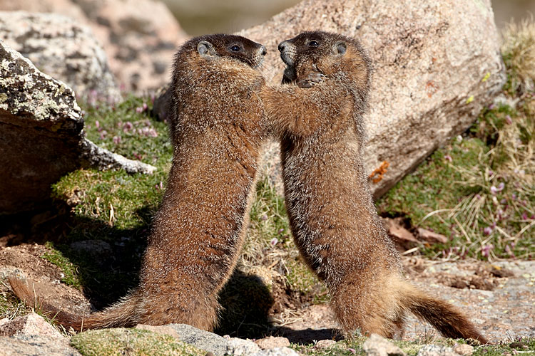 Yellow-Bellied Marmots