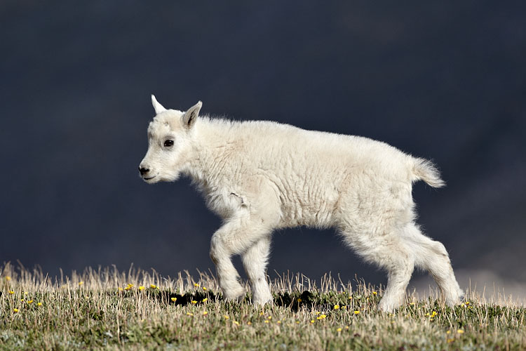 Mountain Goat Kid