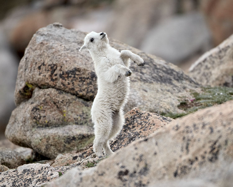 Mountain Goat Kid Playing