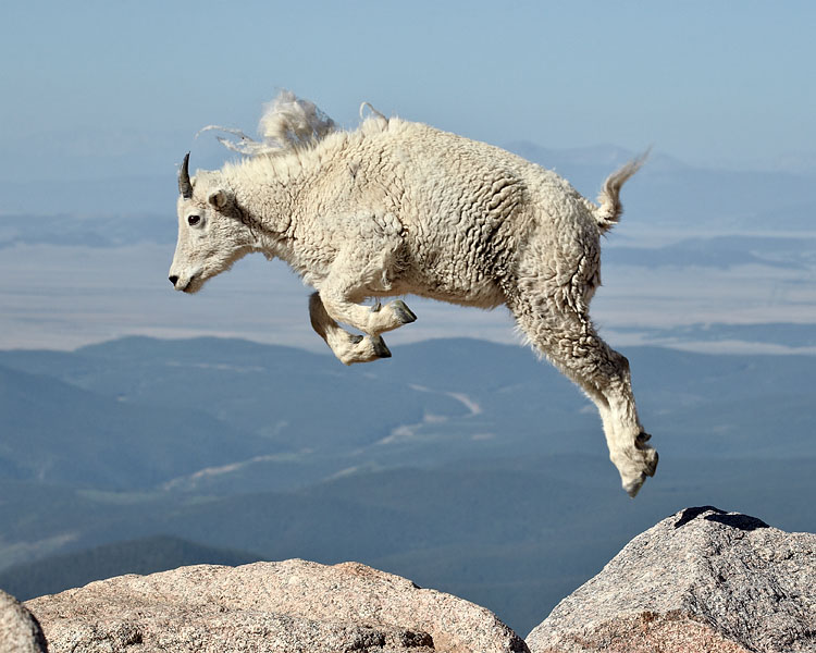 Mountain Goat Yearling Jumping