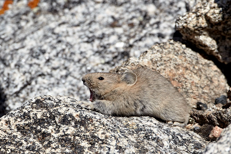 American Pika Stretching