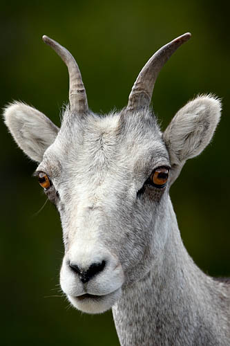 Stone Sheep Ewe