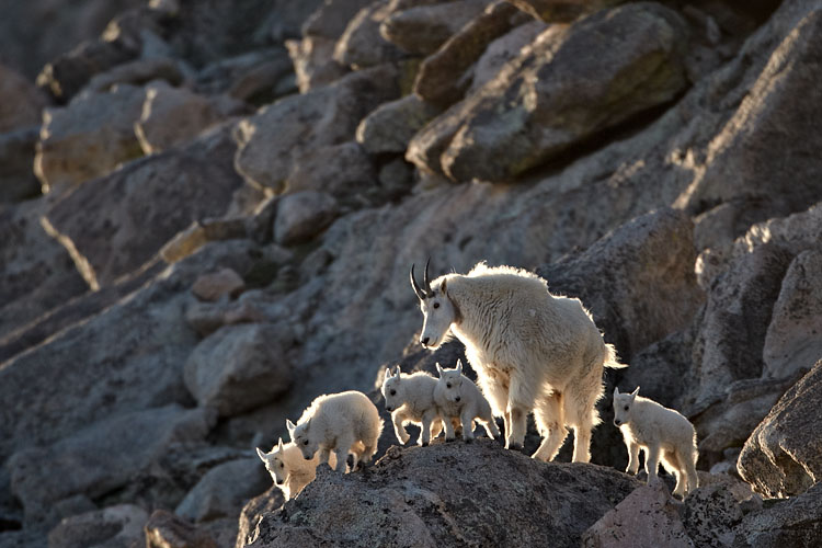 Mountain Goats