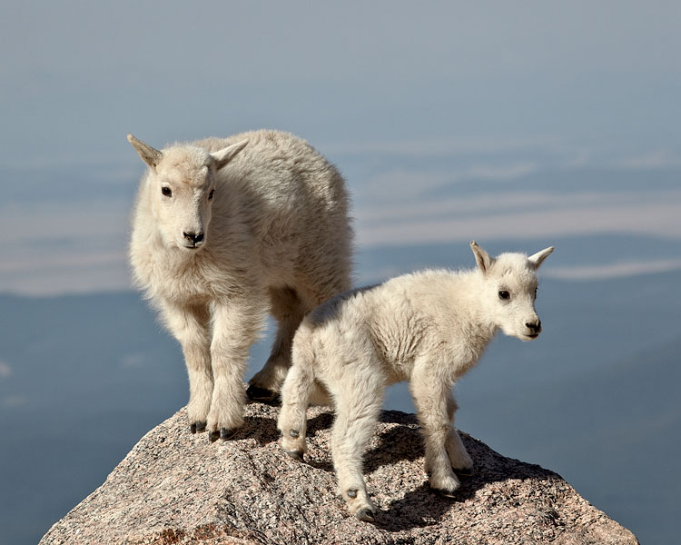 Mountain Goat Kids