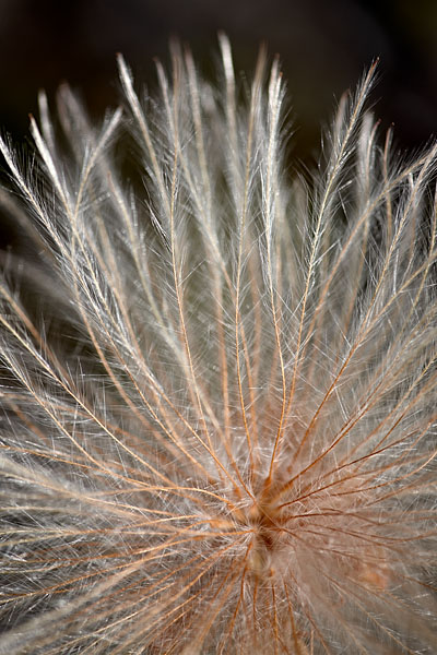 Yellow Dryad Seed Head