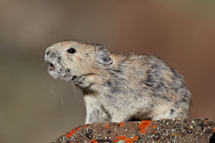 American Pika Calling