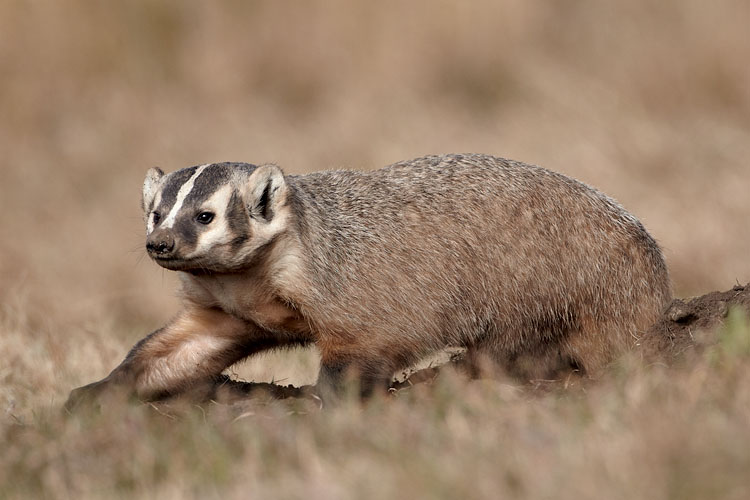 Badger