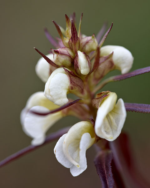 Sickletop Lousewort