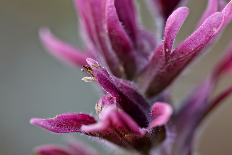 Rosy Paintbrush