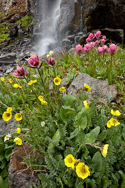 Alpine Avens And Rosy Paintbrush