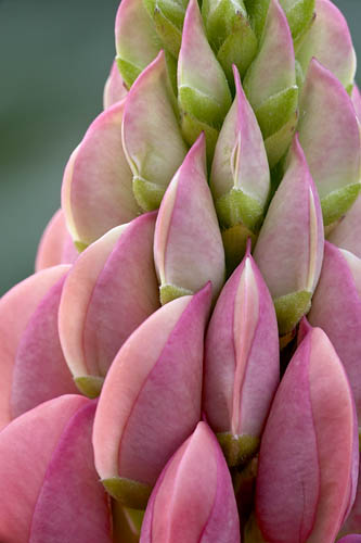 Pink Lupine