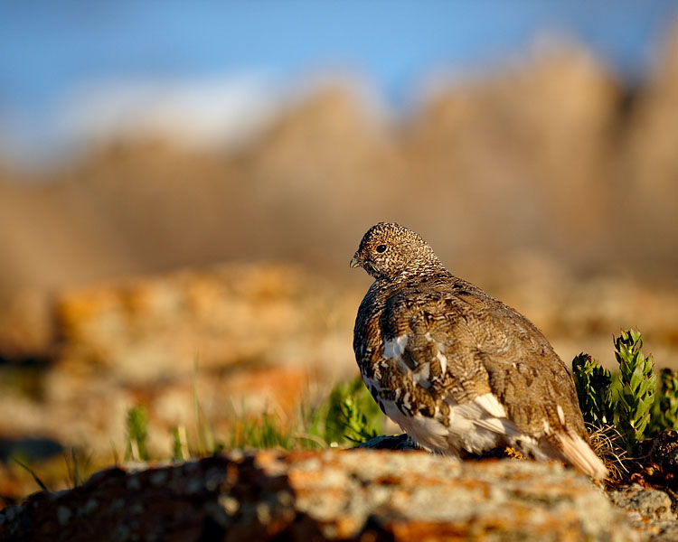 White-Tailed Ptarmigan