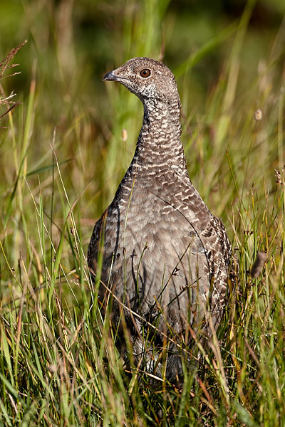Dusky Grouse Hen