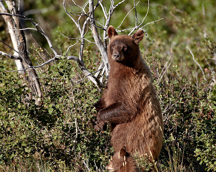 Black Bear