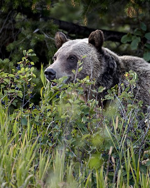 Grizzly Bear
