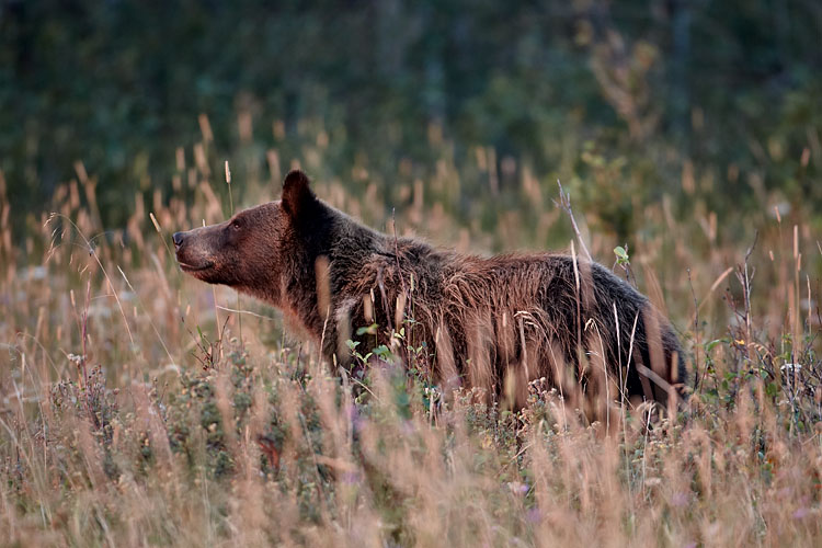 Grizzly Bear