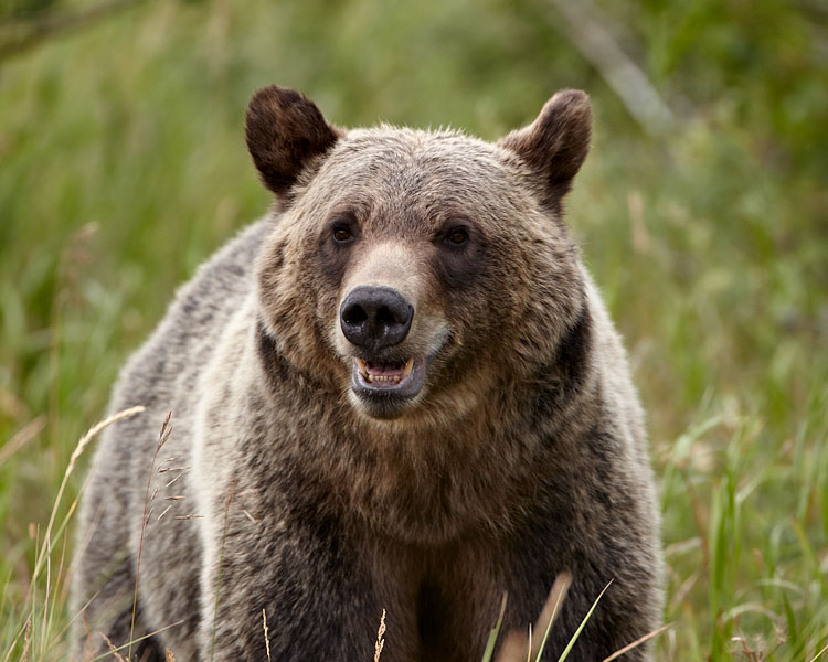 Grizzly Bear