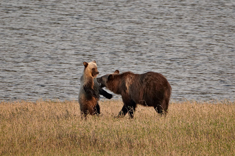 Grizzly Bear Sow And Cub