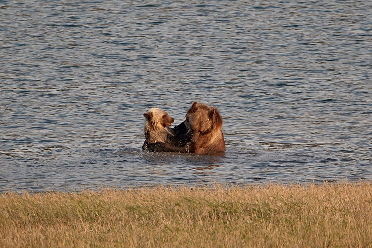 Grizzly Bear Sow And Cub