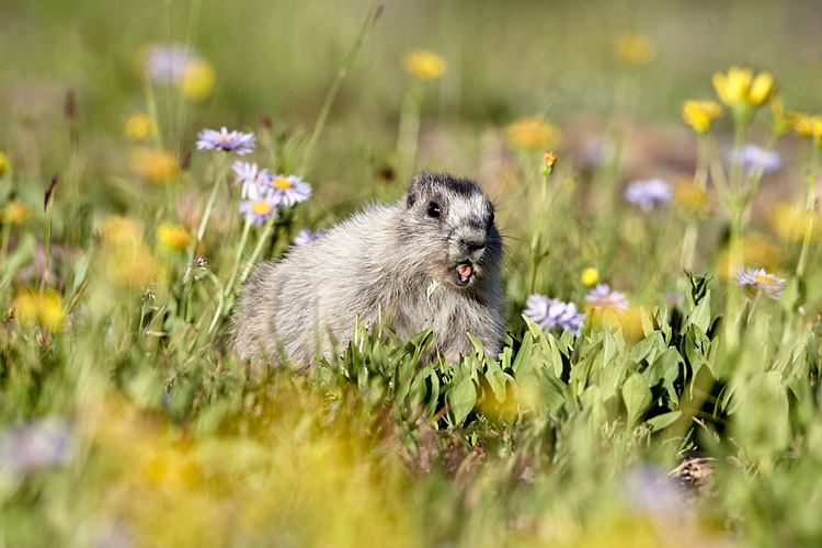Hoary Marmot