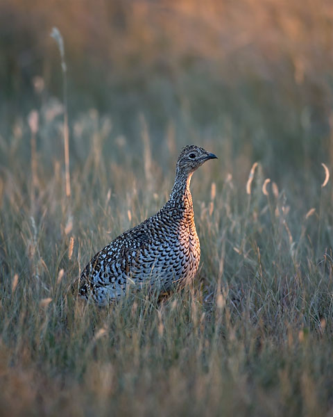 Sharp-Tailed Grouse