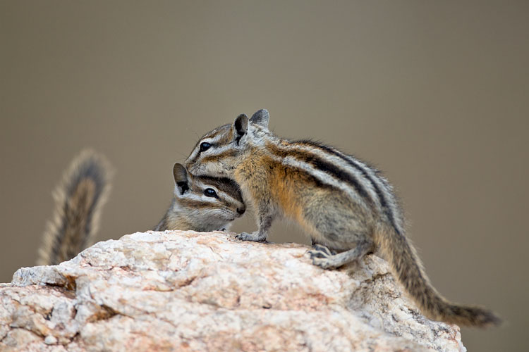 Least Chipmunks