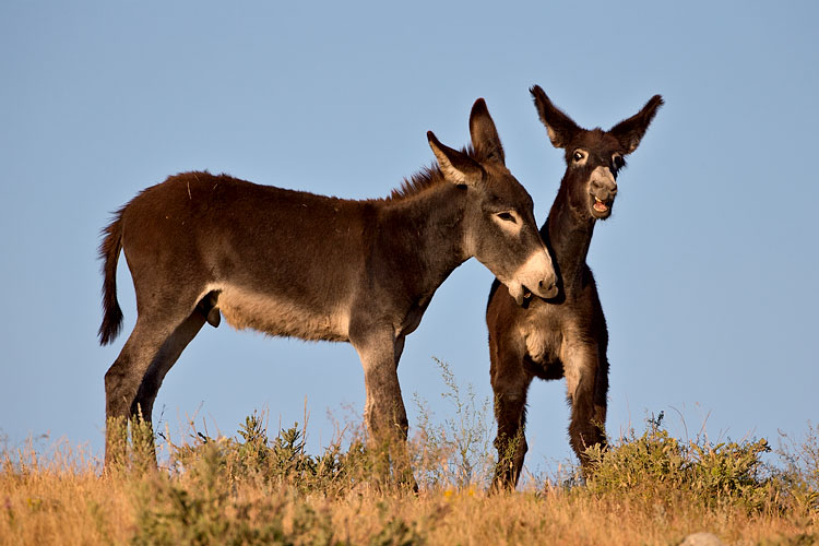 Wild Burros