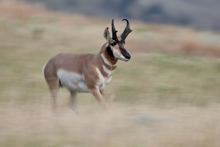 Pronghorn Buck
